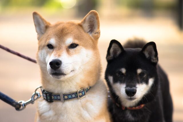 Questi Shiba Inu fanno davvero di tutto pur di ricevere degli snack (video)