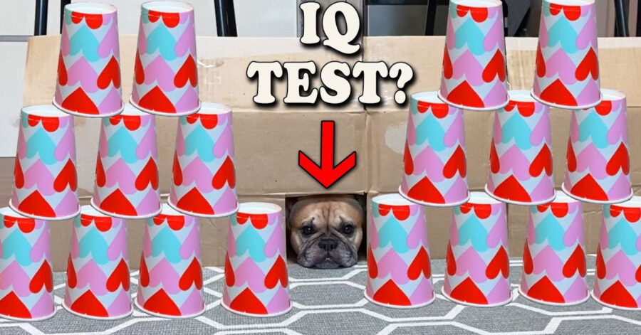 Bulldog Francese test di intelligenza