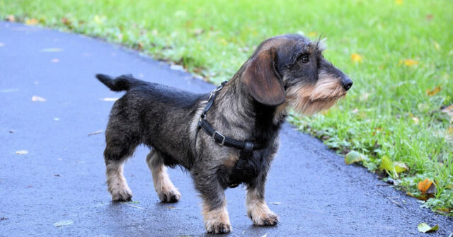 Questi due cani Bassotto incontrano per la prima volta dei simpatici pesciolini