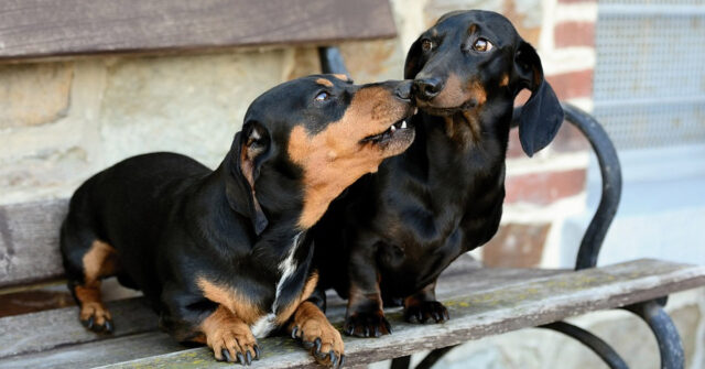 Questi due cani Bassotto provano in tutti i modi a rubare il cibo alle anatre (video)