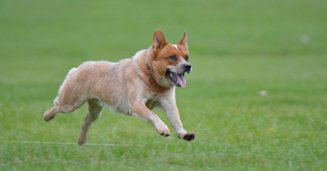 Questo Australian Cattle Dog non riesce a stare lontano dalla sua padrona (video)