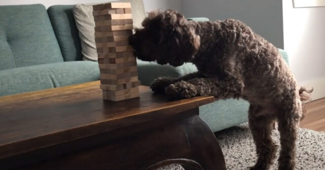 Questo Barboncino è un vero asso del gioco Jenga (video)