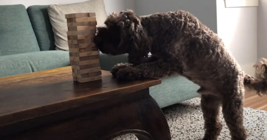 Cane gioca a Jenga