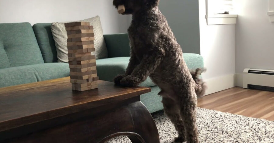 Cane gioca a Jenga