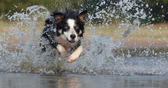 Questo Border Collie si trasforma nel cane più veloce del mondo quando vede l’acqua (video)