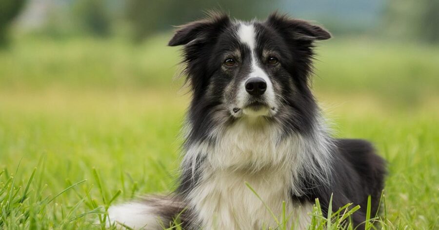 Border Collie che osserva