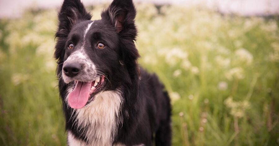 Border Collie che osserva