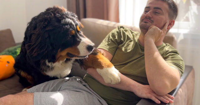 Questo Bovaro del Bernese sa come far capire al suo padrone che non vuole essere ignorato (video)