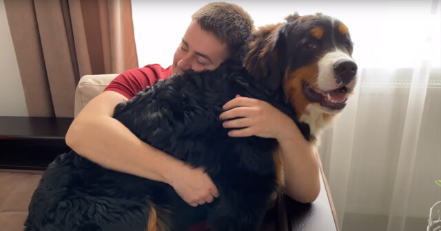 Questo Bovaro del Bernese viene messo alla prova dal suo padrone a suon di abbracci (video)