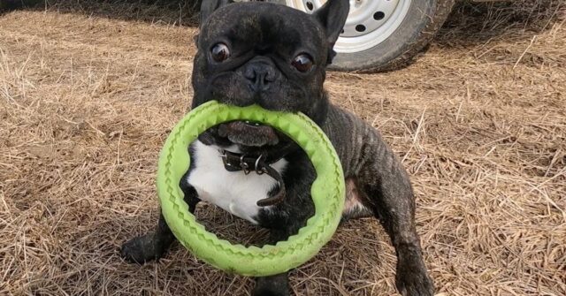 Questo Bulldog Francese non ne vuole proprio sapere di condividere il suo giocattolo preferito (video)