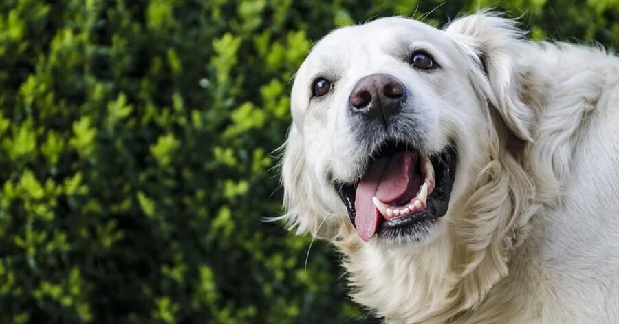 Golden Retriever contento