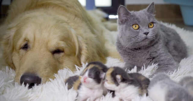Questo Golden Retriever è convinto che i gattini appena nati siano figli suoi (video)
