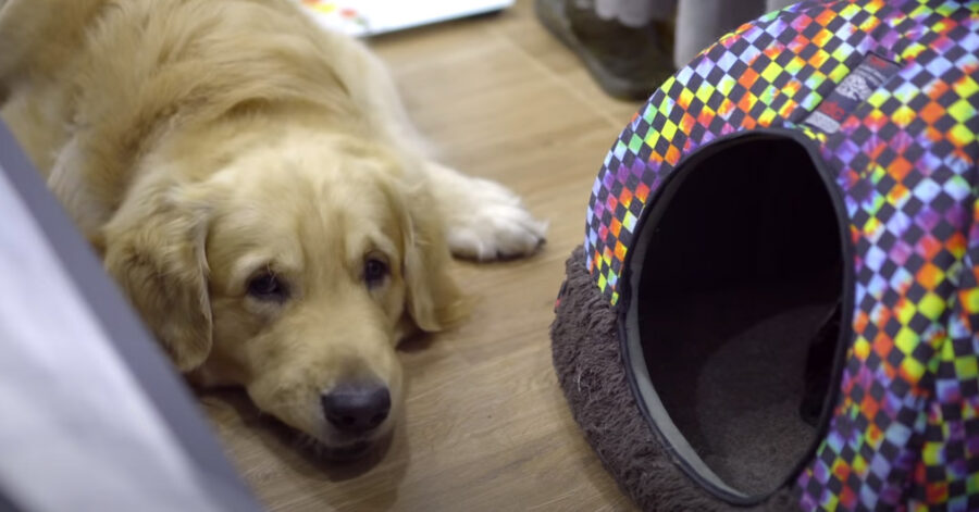 Golden Retriever con gatti