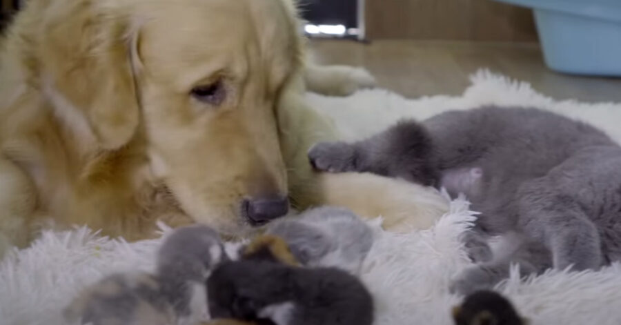 Golden Retriever con gatti