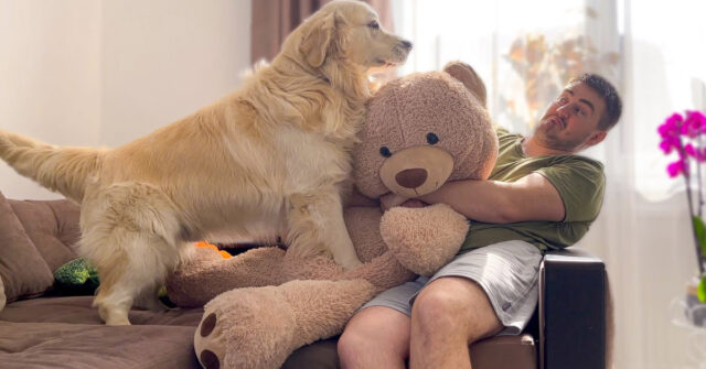 Questo Golden Retriever è molto geloso del suo peluche preferito (video)