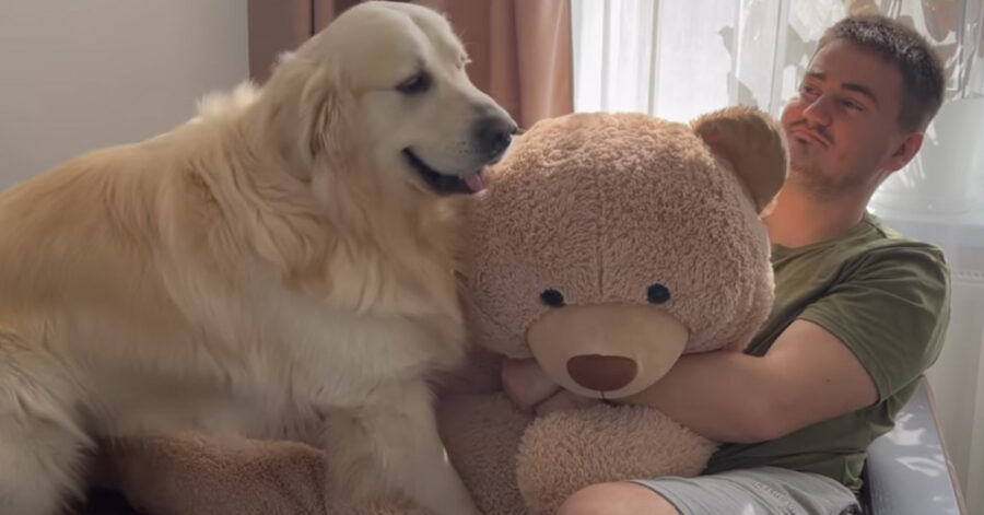 Golden Retriever con un peluche