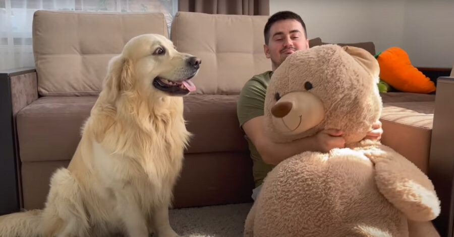 Golden Retriever con un peluche