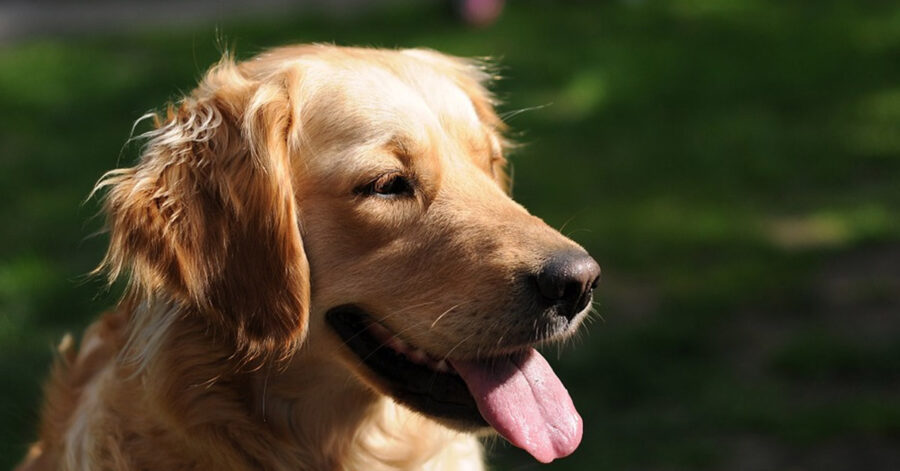 Golden Retriever felice