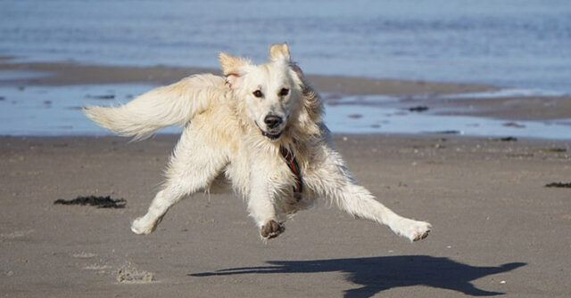 Questo Golden Retriever non riesce a trattenere l’emozione dopo aver visto la spiaggia per la prima volta