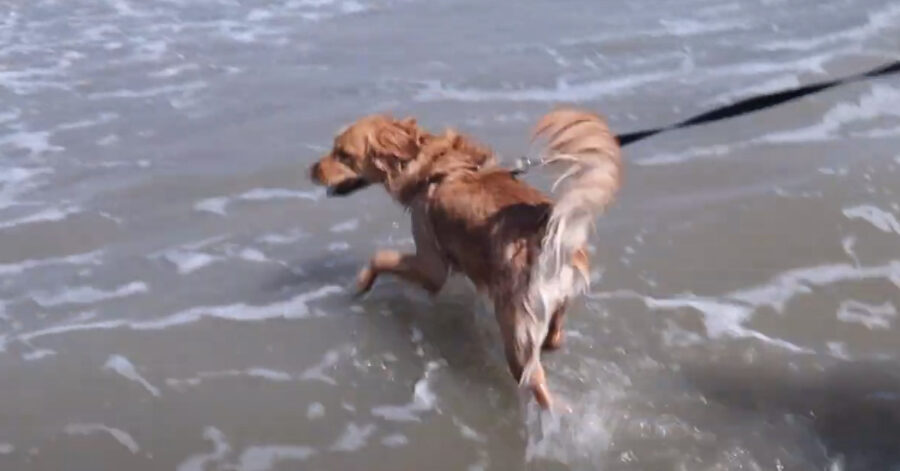 Golden Retriever felice al mare