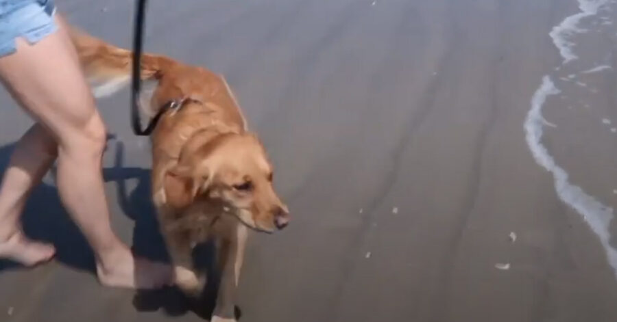 Golden Retriever felice al mare