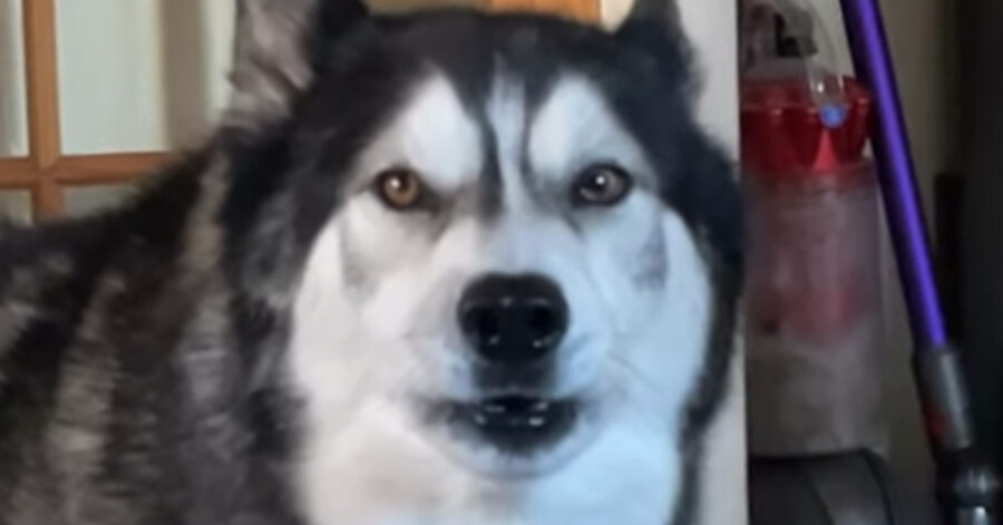 Husky che osserva