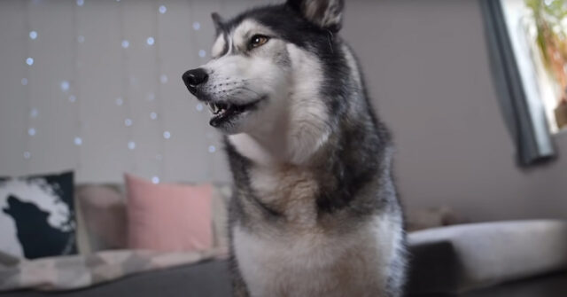 Questo Husky è impaziente di aprire i regali ricevuti per il compleanno (video)