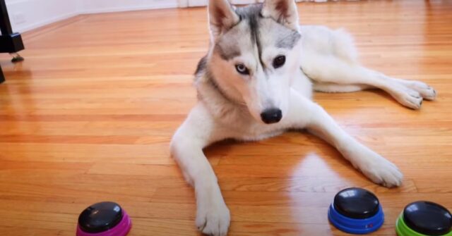 Questo Husky riesce a comunicare in modo molto divertente grazie a dei pulsanti (video)