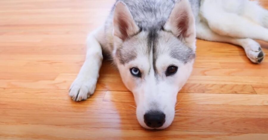 Cane che osserva