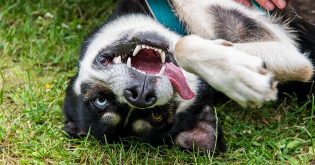 Questo Husky si tiene in forma con un tapis roulant subacqueo (video)