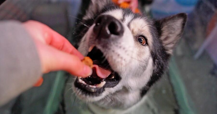 Husky che mangia