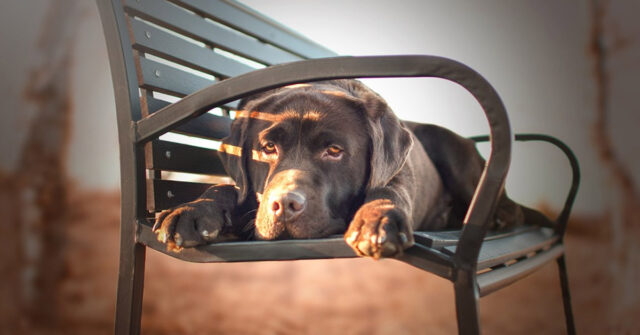 Questo Labrador chiede un assaggino al suo padrone nel modo più dolce del mondo (video)