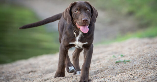 Questo Labrador diventa davvero “dispettoso” quando si sente ignorato (video)