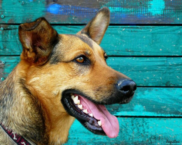 Rex: il cane adottato dai cittadini di Altamura  (VIDEO)