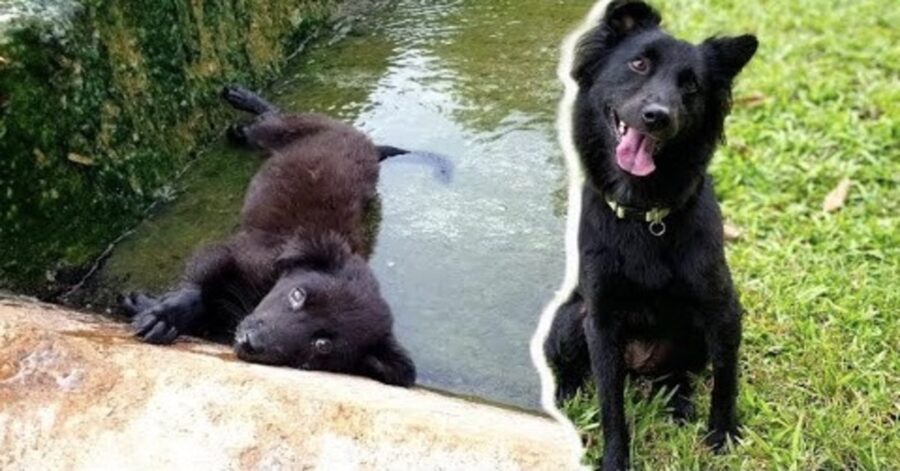 cane salvato dopo esser caduto in un canale di scolo