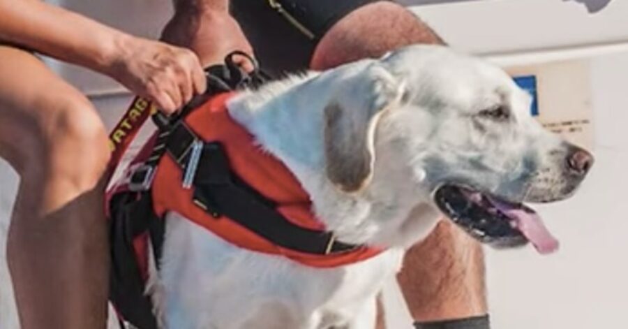 cane bagnino in spiaggia con conduttori