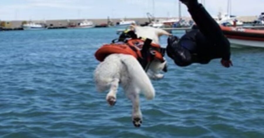 cane bagnino si tuffa in mare