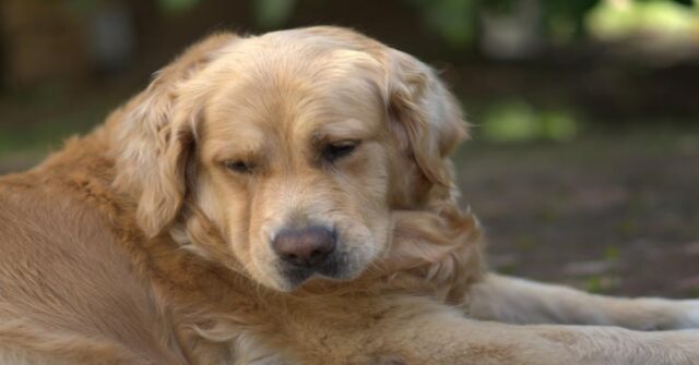 La cucciola di cane Sandy riceve una dolcissima sorpresa