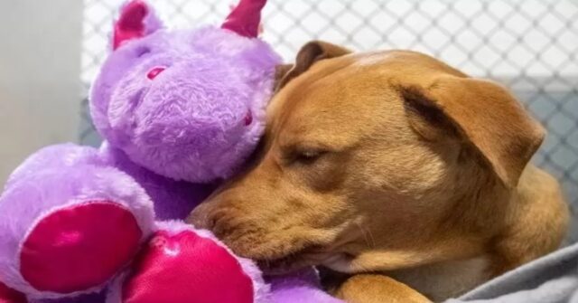 Sisu, il Pitbull ladro di unicorni ha trovato una famiglia (VIDEO)