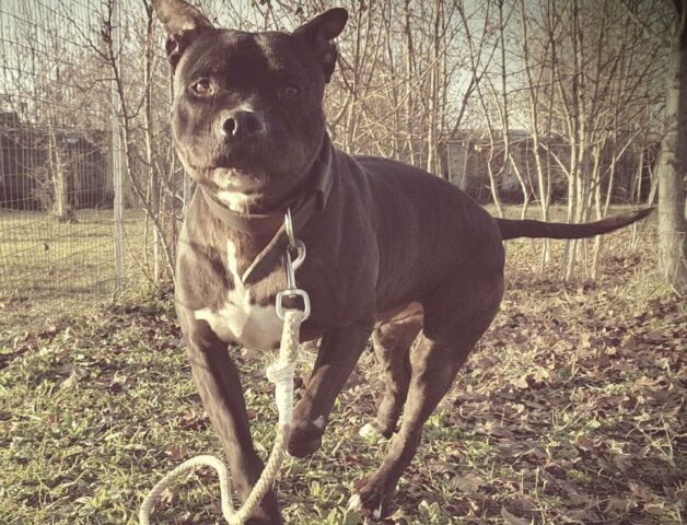 Slay, il Pitbull in cerca di affetto vuole essere adottato