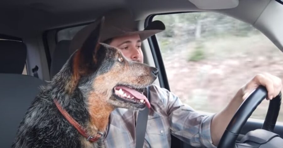 Syd Australian Cattle Dog video