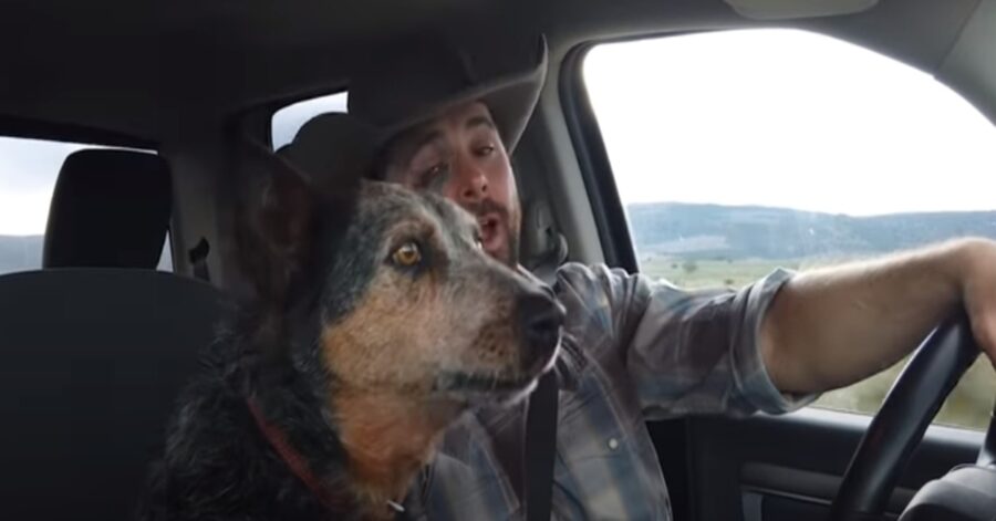 Syd Australian Cattle Dog video