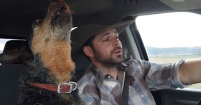 Syd, l’Australian Cattle Dog che sora cantare canzoni country in macchina (VIDEO)