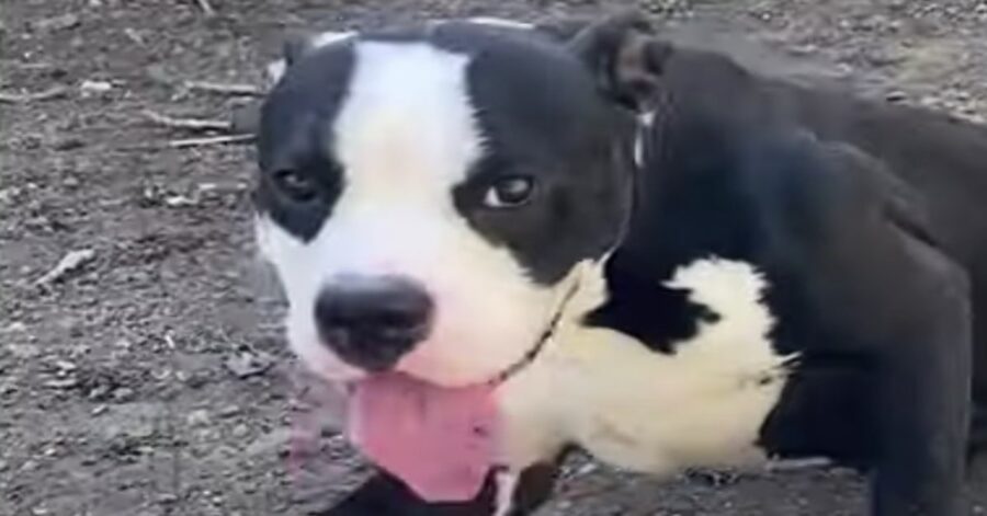 Pitbull bianco e nero