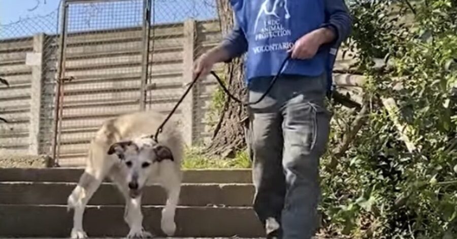 cagnolina scende le scale con un volontario