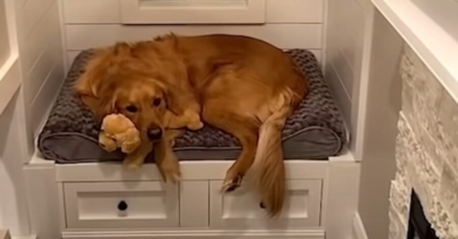 Teddy Golden Retriever casetta video