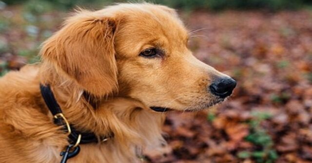 Teddy, il Golden Retriever che ha una casetta tutta sua (VIDEO)