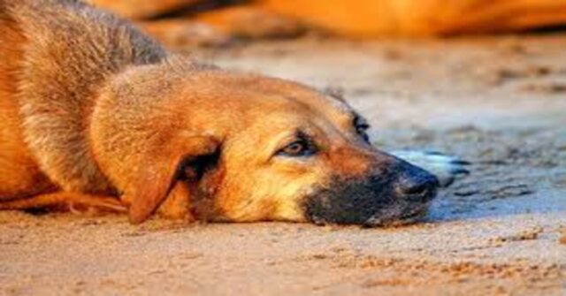 La triste storia di Tommi, il cane fedele che ogni giorno si recava a messa aspettando che la padrona morta tornasse (VIDEO)