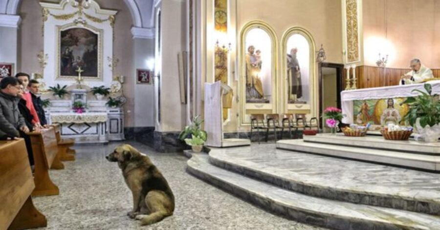 Cane Tommi in chiesa