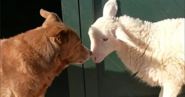 Torquato, l’agnello che vive con venti cani e si crede uno di loro (VIDEO)